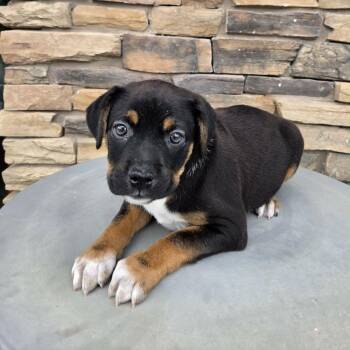 Waylon -  Mixed Breed Dog for Adoption in Olathe, Kansas - Waylon | PetCurious