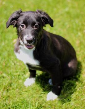 Australian Cattle Dog Blue Heeler Dogs Available for Adoption in Battle Creek, Michigan - Blaire | PetCurious