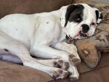 Ella -  Boxer Dog for Adoption in Denver, Colorado - Ella | PetCurious