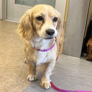 Lina -  Spaniel Dog for Adoption in Palm Springs, California - Lina | PetCurious
