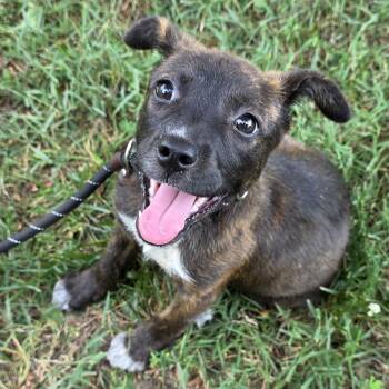 Cloudy -  Mixed Breed Dog for Adoption in Greensboro, North Carolina - Cloudy | PetCurious