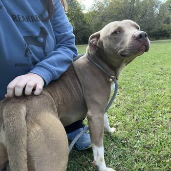 Rescue Pit Bull Terrier Dogs for Adoption in Tom Bean, Texas - Grizzly | PetCurious