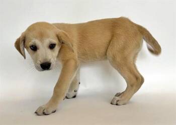 Terrier Dogs Available for Adoption in Brentwood, Missouri - ALEXANDER | PetCurious