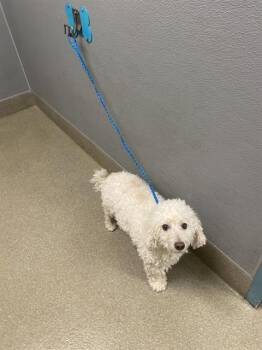 ACE VALENTINE -  Poodle Dog for Adoption in Las Vegas, Nevada - ACE VALENTINE | PetCurious
