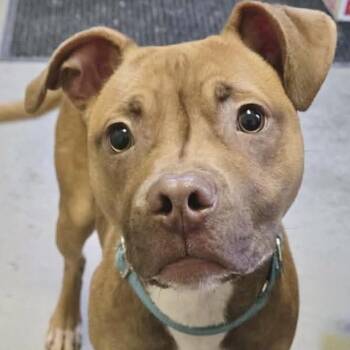 Pit Bull Terrier Dogs Available for Adoption in Pittsford, Vermont - Peanut | PetCurious