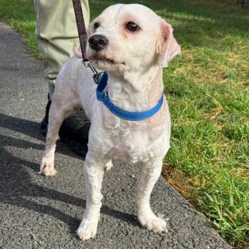 Perry -  Mixed Breed Dog for Adoption in Allentown, Pennsylvania - Perry | PetCurious