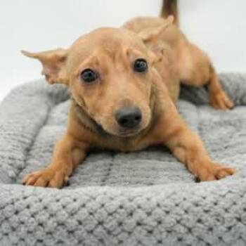 Dana -  Chihuahua Dog for Adoption in Allentown, Pennsylvania - Dana | PetCurious