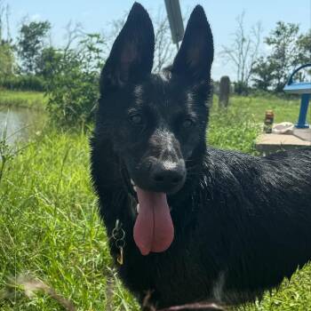 Luna Loree -  Mixed Breed Dog for Adoption in Houston, Texas - Luna Loree | PetCurious