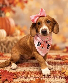 Idgy -  Basset Hound and Hound Dog for Adoption in Columbia, Maryland - Idgy | PetCurious