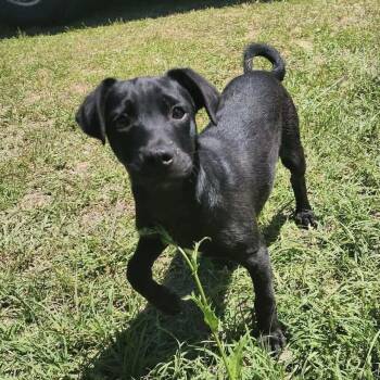 Mixed Breed and Dachshund Dogs Available for Adoption in Hopkinton, Massachusetts - Bo | PetCurious