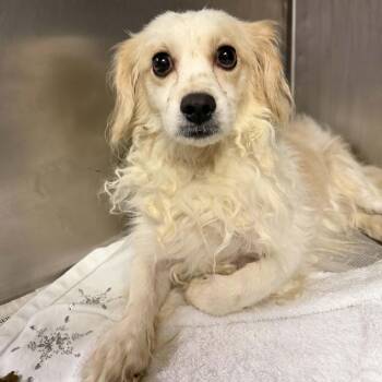 Kyrie -  Spaniel and Cavalier King Charles Spaniel Dog for Adoption in Chicago, Illinois - Kyrie | PetCurious