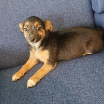 Porscha -  Yorkshire Terrier and Chihuahua Dog for Adoption in Cleveland, Tennessee - Porscha | PetCurious