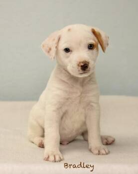 Bradley -  Hound Dog for Adoption in Manchester, Connecticut - Bradley | PetCurious