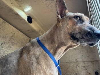 A480037 -  German Shepherd Dog and Mixed Breed Dog for Adoption in Oklahoma City, Oklahoma - A480037 | PetCurious