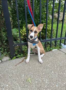 Cassie -  Foxhound Dog for Adoption in Chicago, Illinois - Cassie | PetCurious