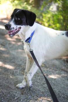 Mateo -  Hound Dog for Adoption in Vancouver, Washington - Mateo | PetCurious