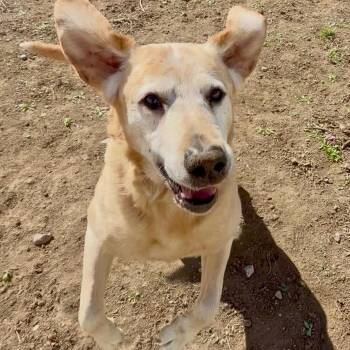 Kenny -  Labrador Retriever Dog for Adoption in Ellensburg, Washington - Kenny | PetCurious