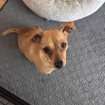 Mama Snuggles -  Chihuahua Dog for Adoption in San Diego, California - Mama Snuggles | PetCurious