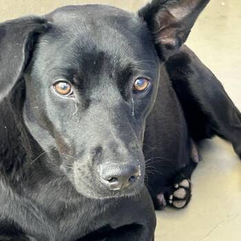 Black Labrador Retriever Dogs Available for Adoption in Austin, Texas - Sunflower | PetCurious