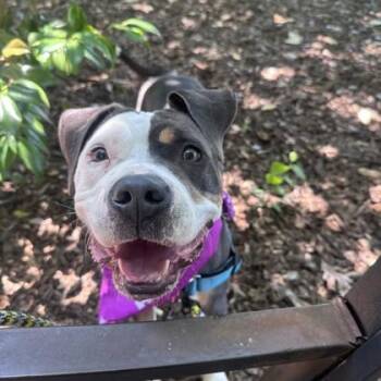 Briar -  Pit Bull Terrier and Mixed Breed Dog for Adoption in Richmond, Virginia - Briar | PetCurious