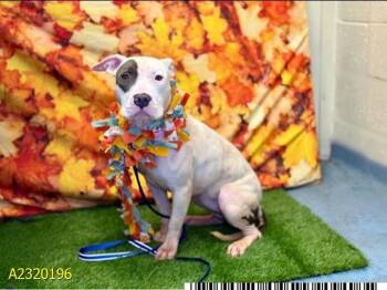 Rescue Mixed Breed Dogs for Adoption in West Palm Beach, Florida - BLANCA | PetCurious