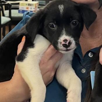 Spiderman -  Mixed Breed Dog for Adoption in La Grange, Kentucky - Spiderman | PetCurious