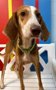 Bingo -  Hound Dog for Adoption in Ocala, Florida - Bingo | PetCurious