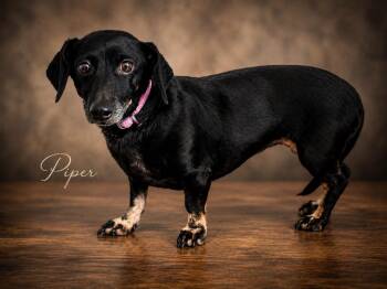 Piper -  Dachshund and Beagle Dog for Adoption in Dalton, Georgia - Piper | PetCurious