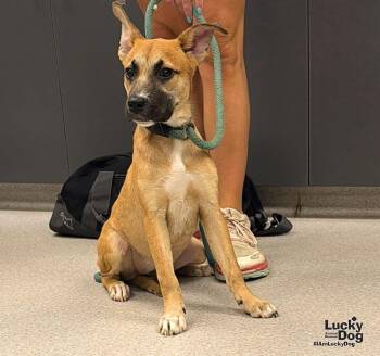 Martha -  Shepherd Dog for Adoption in Washington, District Of Columbia - Martha | PetCurious