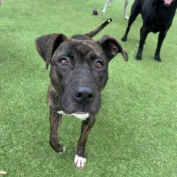 China -  Hound and Mixed Breed Dog for Adoption in Starkville, Mississippi - China | PetCurious