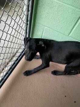 Pit Bull Terrier Dogs Available for Adoption in Nacogdoches, Texas - Percheron | PetCurious