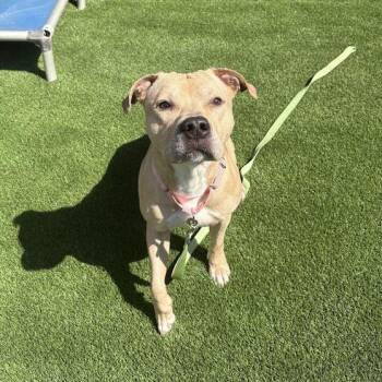 Skyler -  Mixed Breed Dog for Adoption in Pittsburgh, Pennsylvania - Skyler | PetCurious