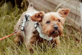 Whiskey Rye -  Yorkshire Terrier Dog for Adoption in Waunakee, Wisconsin - Whiskey Rye | PetCurious