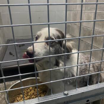 Cattle Dog Dogs Available for Adoption - Spirit | PetCurious