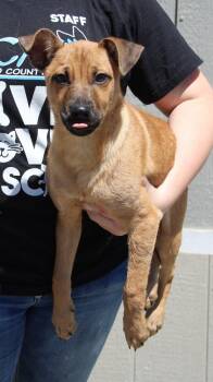 Shepherd and Silky Terrier Dogs Available for Adoption in Vacaville, California - Felix | PetCurious