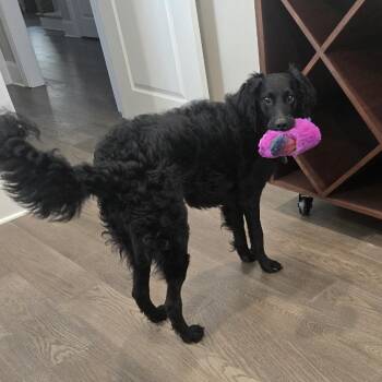 Poodle and Black Labrador Retriever Dogs Available for Adoption in Cumming, Georgia - Taluna 22156 | PetCurious