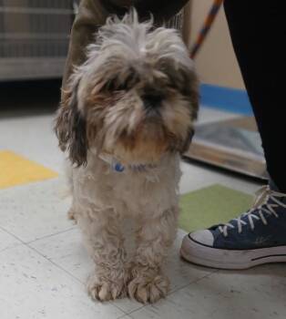 Mowgli -  Shih Tzu Dog for Adoption in Sioux City, Iowa - Mowgli | PetCurious