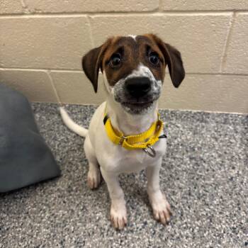 Broly -  Mixed Breed Dog for Adoption in Hendersonville, North Carolina - Broly | PetCurious