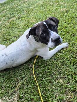 Ic-3c Dino -  Pit Bull Terrier Dog for Adoption in Lawrenceville, Georgia - Ic-3c Dino | PetCurious