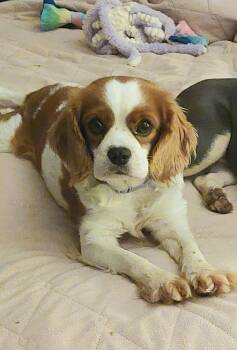 Patsy -  Cavalier King Charles Spaniel Dog for Adoption in Conesus, New York - Patsy | PetCurious