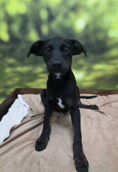 Graham -  Labrador Retriever Dog for Adoption in Little Rock, Arkansas - Graham | PetCurious