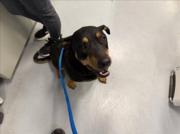A175558 -  Mixed Breed Dog for Adoption in Santa Fe, New Mexico - A175558 | PetCurious