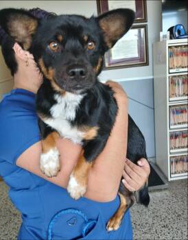 Cassel -  Chihuahua and Corgi Dog for Adoption in Thompson Falls, Montana - Cassel | PetCurious