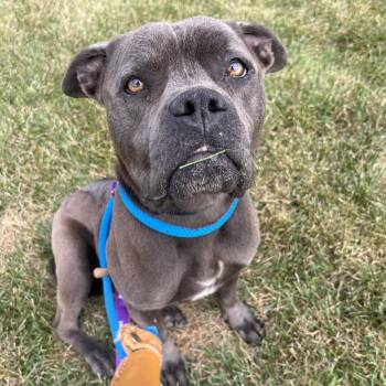 Luna -  American Staffordshire Terrier and Mixed Breed Dog for Adoption in Matteson, Illinois - Luna | PetCurious