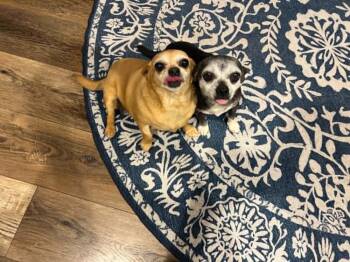 Chihuahua Dogs Available for Adoption in Fort Lupton, Colorado - Ophelia | PetCurious