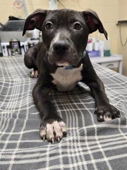 ANAKIN -  Pit Bull Terrier Dog for Adoption in Aliquippa, Pennsylvania - ANAKIN | PetCurious