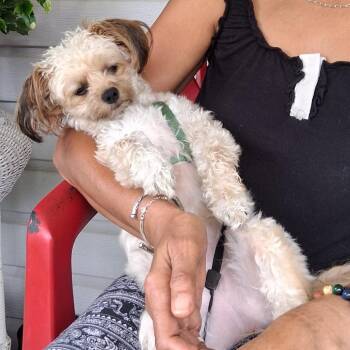 Sugar -  Shih Tzu Dog for Adoption in Lenoir, North Carolina - Sugar | PetCurious