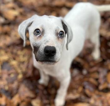 Terrier and Hound Dogs Available for Adoption - Brielle | PetCurious