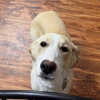 Sunny fka Pancake -  Labrador Retriever and Mixed Breed Dog for Adoption in Edwards, Illinois - Sunny Fka Pancake | PetCurious
