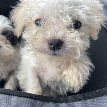 Stanley -  Shih Tzu Dog for Adoption in Avon, Ohio - Stanley | PetCurious